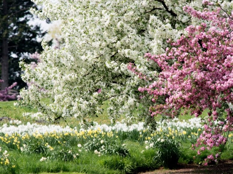 pink and white blossoms on large tree on sunny day in a field